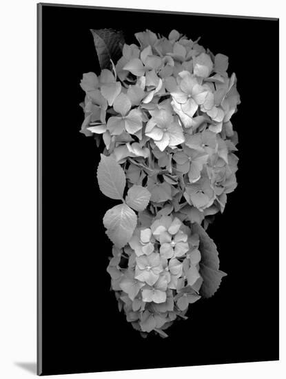 Floral B-W #29-Alan Blaustein-Mounted Photographic Print