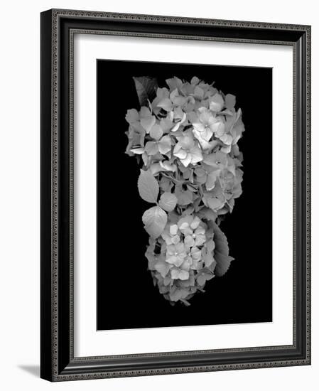 Floral B-W #29-Alan Blaustein-Framed Photographic Print