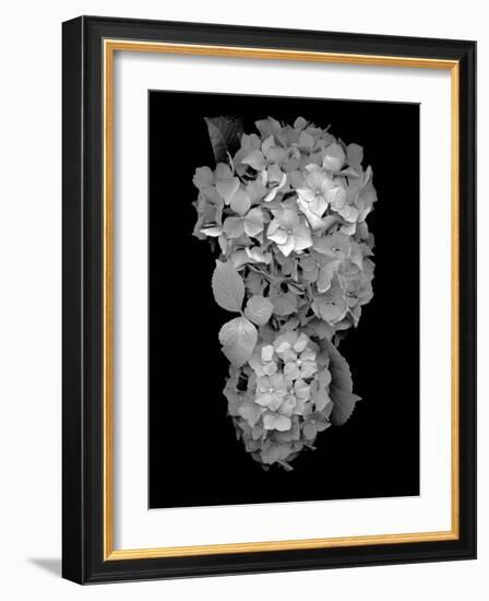 Floral B-W #29-Alan Blaustein-Framed Photographic Print