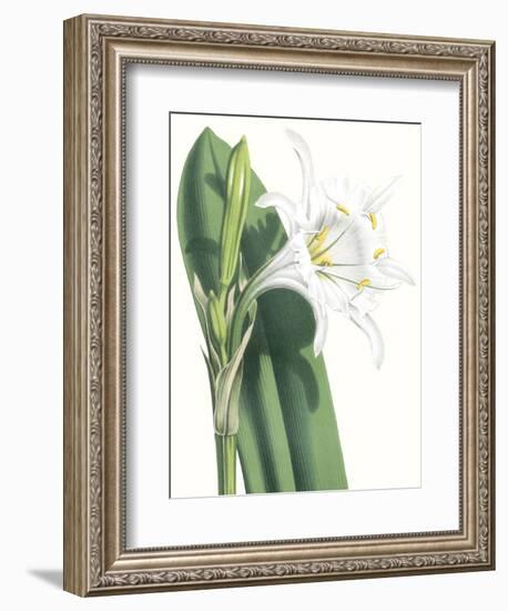 Floral Beauty I-Vision Studio-Framed Art Print