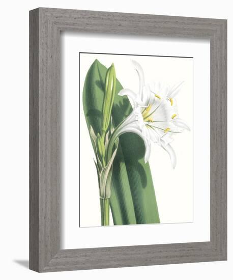 Floral Beauty I-Vision Studio-Framed Art Print