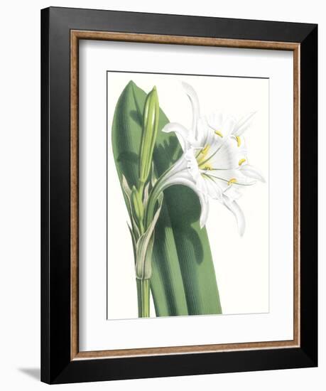 Floral Beauty I-Vision Studio-Framed Art Print