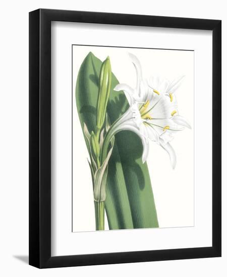 Floral Beauty I-Vision Studio-Framed Art Print