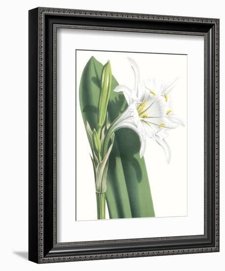 Floral Beauty I-Vision Studio-Framed Art Print