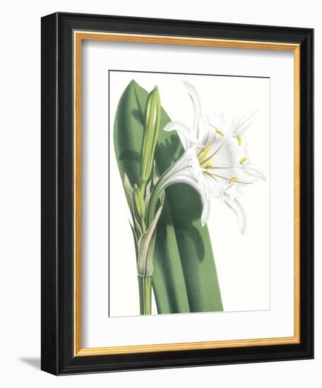 Floral Beauty I-Vision Studio-Framed Art Print