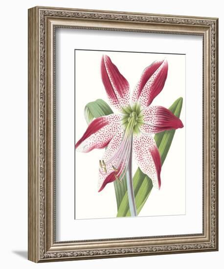 Floral Beauty II-Vision Studio-Framed Art Print