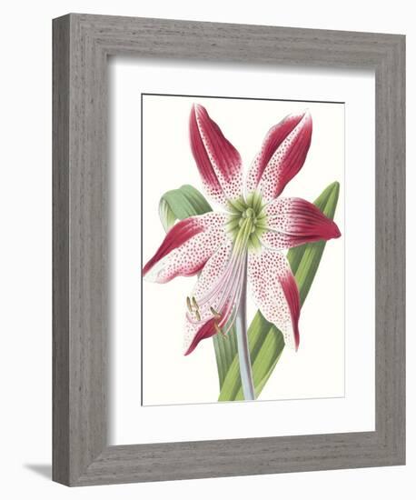 Floral Beauty II-Vision Studio-Framed Art Print