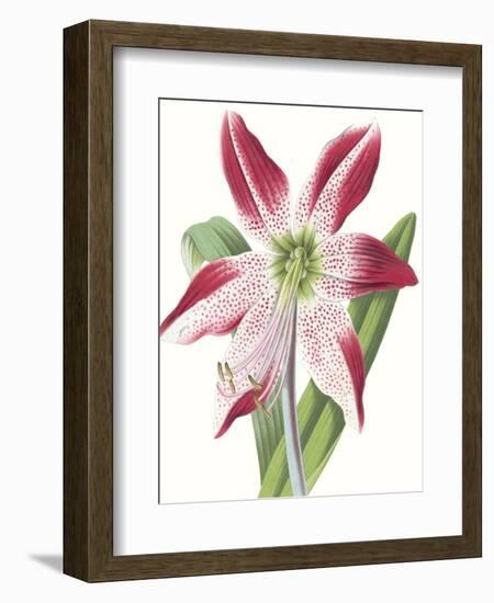 Floral Beauty II-Vision Studio-Framed Art Print