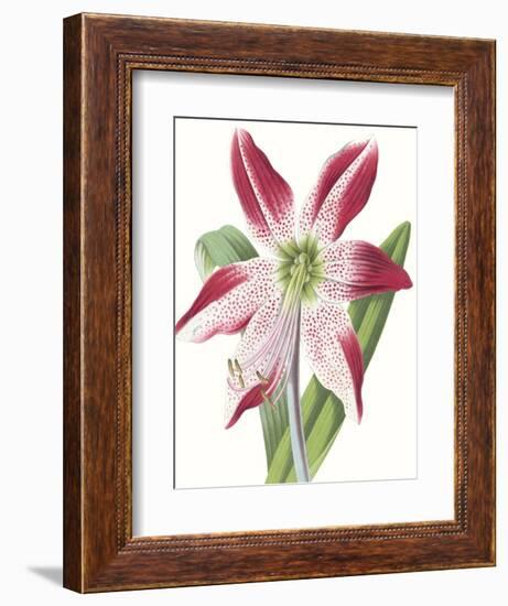 Floral Beauty II-Vision Studio-Framed Art Print