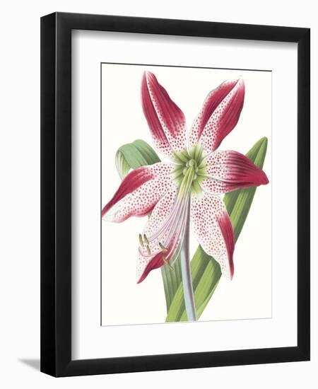 Floral Beauty II-Vision Studio-Framed Art Print