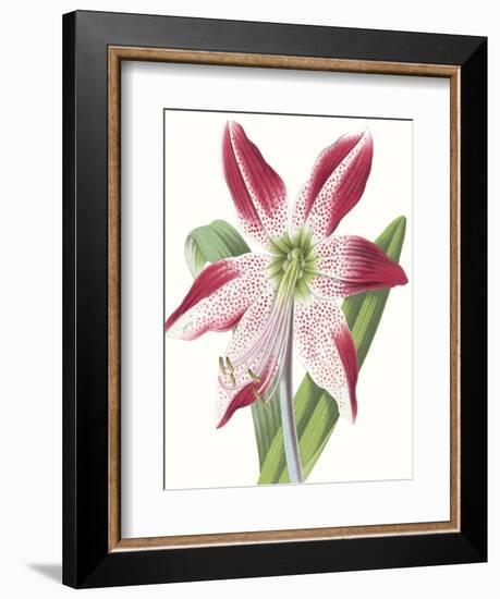 Floral Beauty II-Vision Studio-Framed Art Print