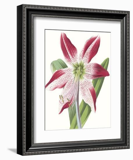 Floral Beauty II-Vision Studio-Framed Art Print