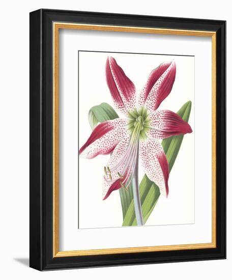 Floral Beauty II-Vision Studio-Framed Art Print