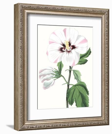 Floral Beauty III-Vision Studio-Framed Art Print