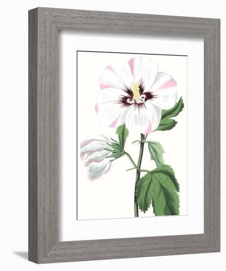 Floral Beauty III-Vision Studio-Framed Art Print