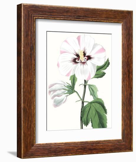 Floral Beauty III-Vision Studio-Framed Art Print