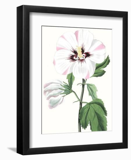 Floral Beauty III-Vision Studio-Framed Art Print