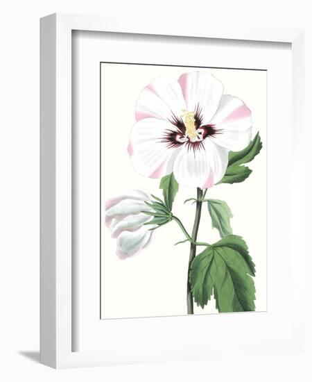 Floral Beauty III-Vision Studio-Framed Art Print