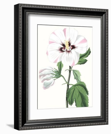 Floral Beauty III-Vision Studio-Framed Art Print