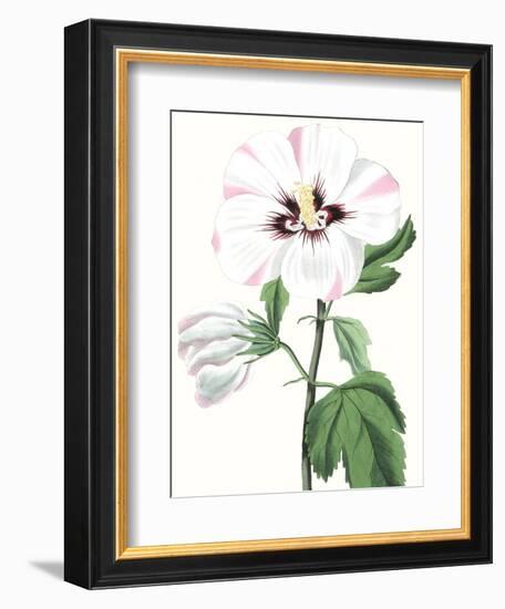 Floral Beauty III-Vision Studio-Framed Art Print