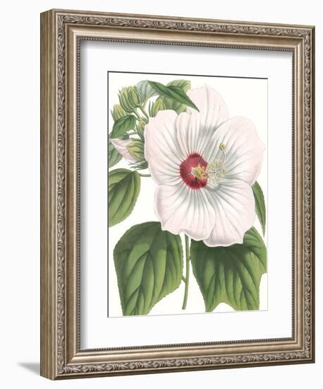 Floral Beauty IV-Vision Studio-Framed Art Print