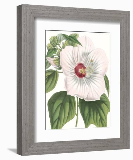 Floral Beauty IV-Vision Studio-Framed Art Print