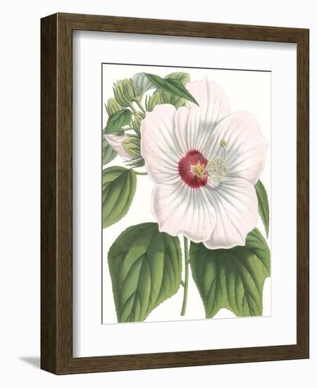 Floral Beauty IV-Vision Studio-Framed Art Print