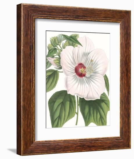 Floral Beauty IV-Vision Studio-Framed Art Print