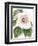 Floral Beauty IV-Vision Studio-Framed Art Print