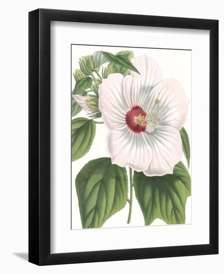 Floral Beauty IV-Vision Studio-Framed Art Print