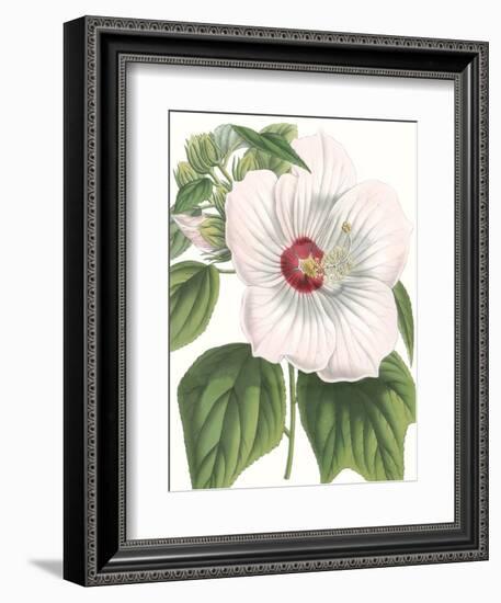 Floral Beauty IV-Vision Studio-Framed Art Print