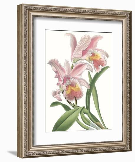 Floral Beauty IX-Vision Studio-Framed Art Print