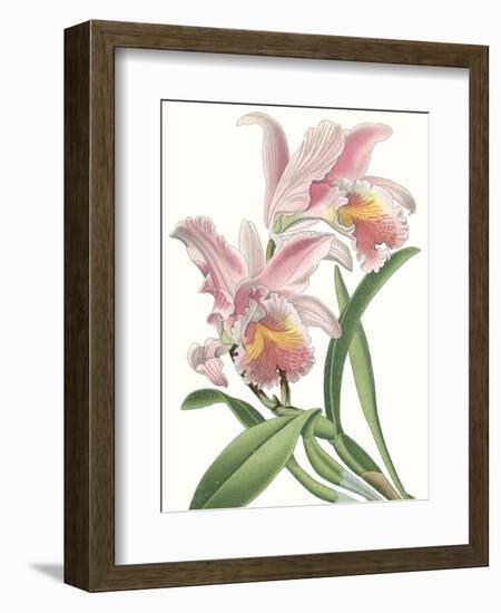 Floral Beauty IX-Vision Studio-Framed Art Print