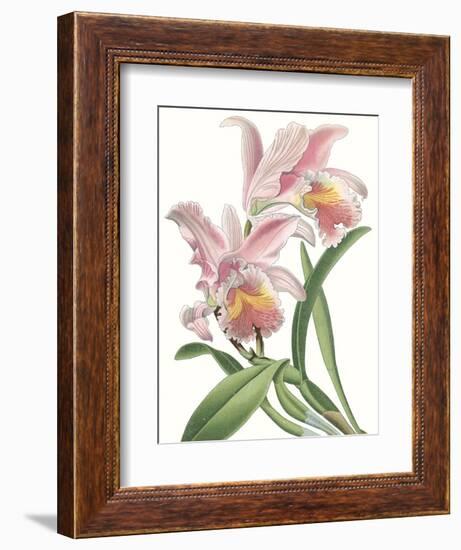 Floral Beauty IX-Vision Studio-Framed Art Print