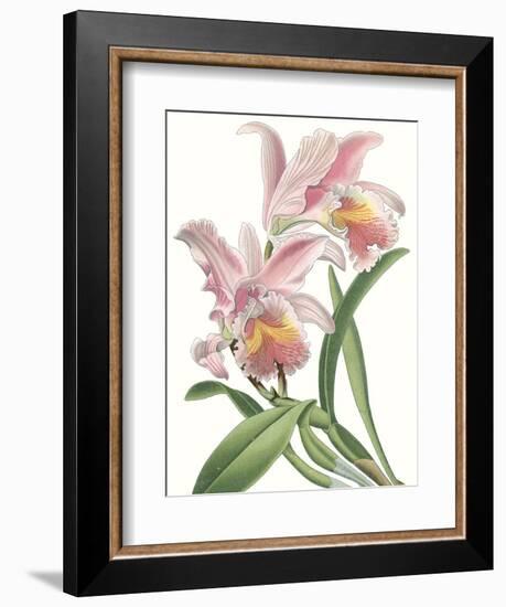 Floral Beauty IX-Vision Studio-Framed Art Print