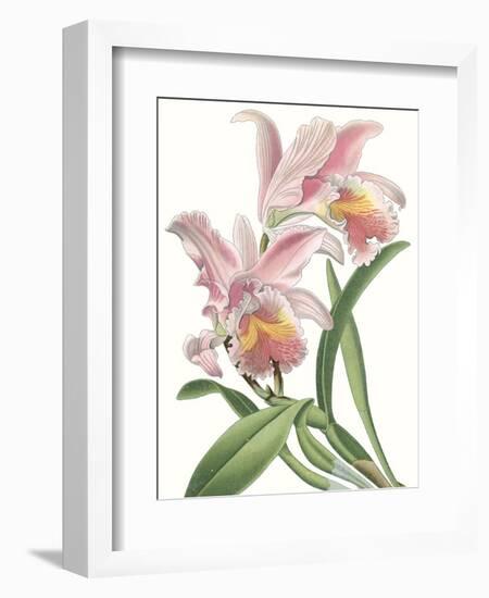 Floral Beauty IX-Vision Studio-Framed Art Print