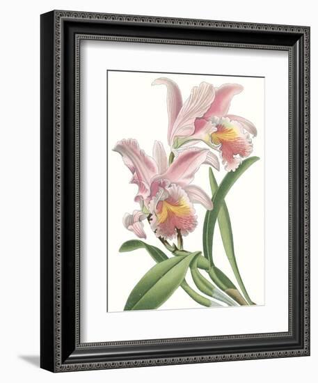 Floral Beauty IX-Vision Studio-Framed Art Print