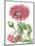 Floral Beauty V-Vision Studio-Mounted Art Print