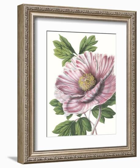 Floral Beauty VI-Vision Studio-Framed Art Print