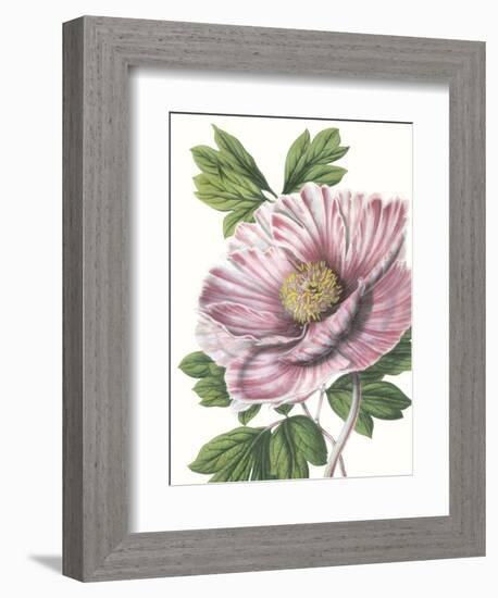 Floral Beauty VI-Vision Studio-Framed Art Print