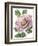 Floral Beauty VI-Vision Studio-Framed Art Print