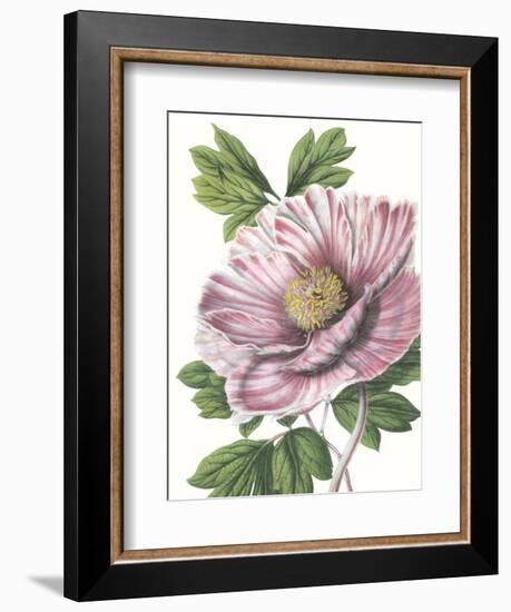 Floral Beauty VI-Vision Studio-Framed Art Print