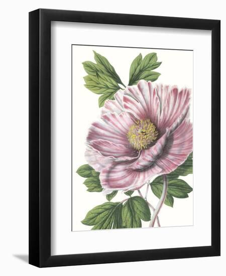 Floral Beauty VI-Vision Studio-Framed Art Print