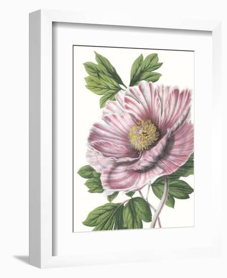 Floral Beauty VI-Vision Studio-Framed Art Print