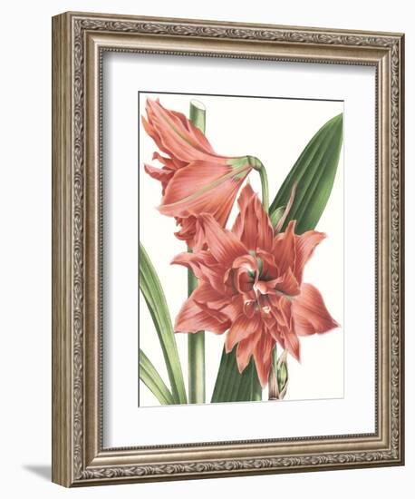 Floral Beauty VII-Vision Studio-Framed Art Print