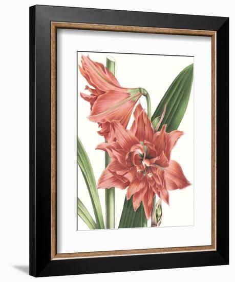 Floral Beauty VII-Vision Studio-Framed Art Print