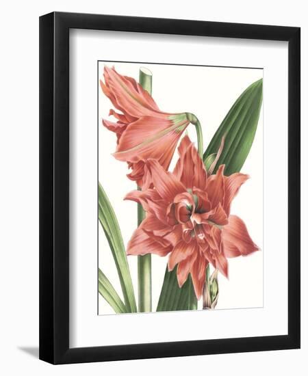 Floral Beauty VII-Vision Studio-Framed Art Print