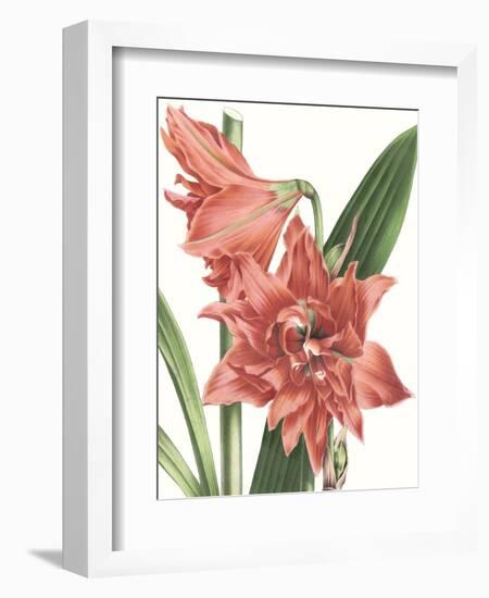 Floral Beauty VII-Vision Studio-Framed Art Print