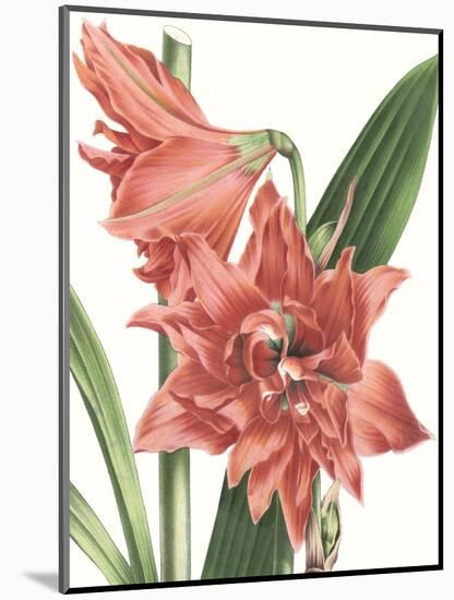 Floral Beauty VII-Vision Studio-Mounted Art Print