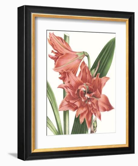 Floral Beauty VII-Vision Studio-Framed Art Print